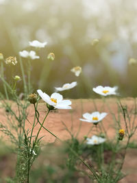 Close-up of white flowering plant on field