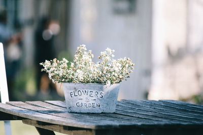 Close-up of flower pot on table