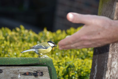 Cropped image of hand holding bird perching on wood