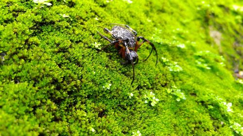 Close-up of insect on plant