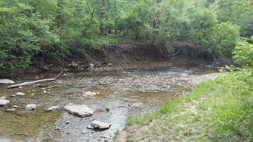 Scenic view of river flowing through forest