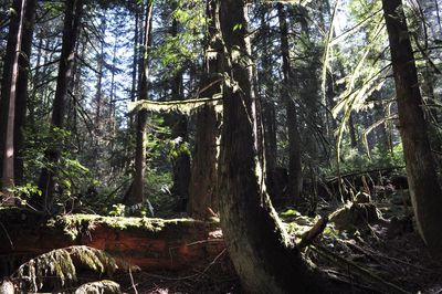 Trees in forest