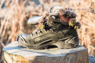 Close-up of frosted succulent plants in abandoned shoe on tree stump