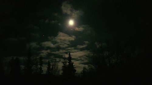 Low angle view of trees against sky at night