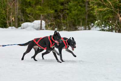 Running pointer dog on sled dog racing. winter dog sport sled team competition. english pointer dog