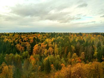 Scenic view of trees growing on field against sky