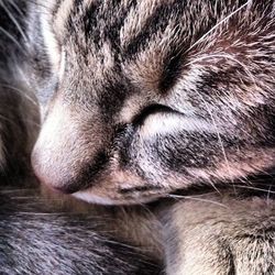 Close-up of cat