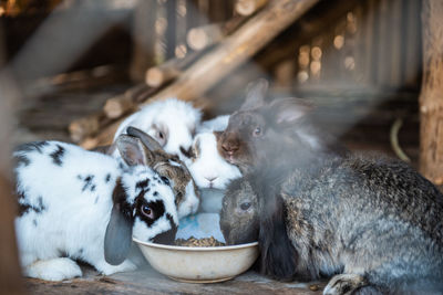 View of an animal in bowl