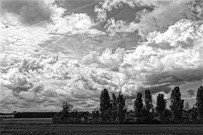 Trees growing on field