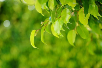 Close-up of green leaves