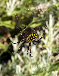 Close-up of spider on web