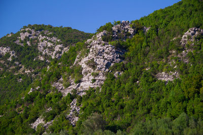 Panoramic view of trees and mountains against clear sky