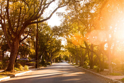 Road amidst trees and plants