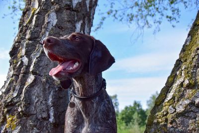 Close-up of dog sitting on tree trunk