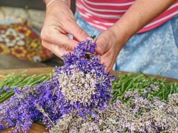 Female hands hold aromatic herbal stalks. french provence field of purple lavandula herbs harvesting
