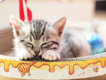 Close-up portrait of a cat