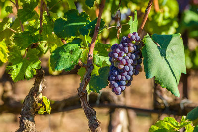 Close-up of grapes growing in vineyard