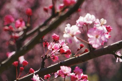 Close-up of cherry blossoms in spring