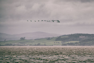 Flock of birds flying over sea