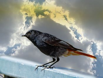 Low angle view of bird perching on wood against sky