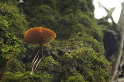 Close-up of mushroom growing on tree