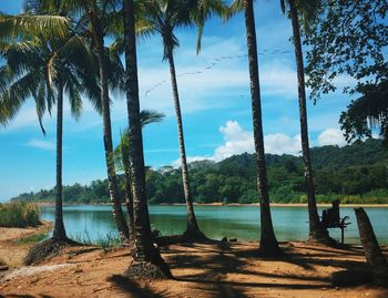 Palm trees on landscape against blue sky