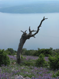 Bare tree amidst plants on field