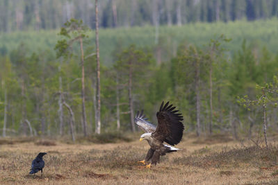 Bird flying over a field