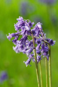 Close-up of purple flowers