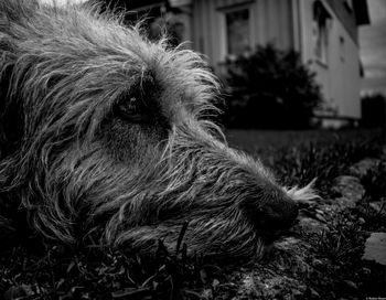 Close-up of dog outdoors