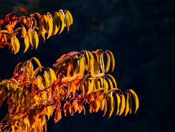 Low angle view of yellow flowering plant against black background