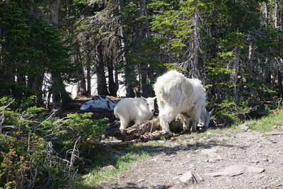 Sheep grazing on field