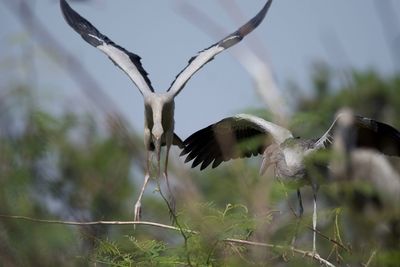 Close-up of eagle flying against sky