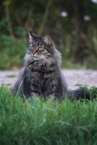 Close-up of cat sitting on grass