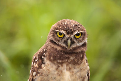 Burrowing owl perching on field