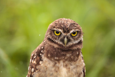 Close-up portrait of a owl