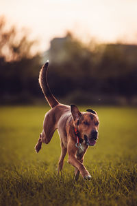 Dogs running on grassy field
