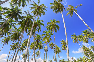 Low angle view of coconut palm trees against clear blue sky