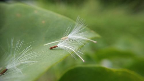 Close-up of housefly on leaf
