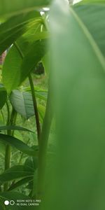 Close-up of green leaves