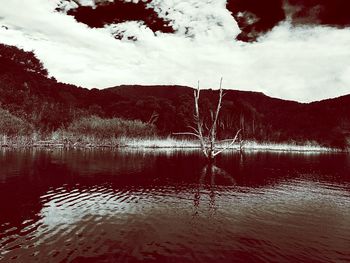 Reflection of trees in lake