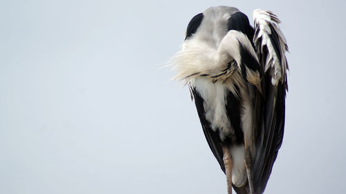 Heron cleaning itself. 