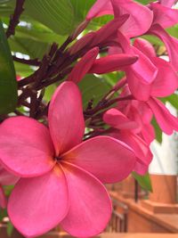 Close-up of pink flowers