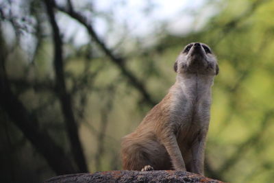 Low angle view of a meerkat looking away