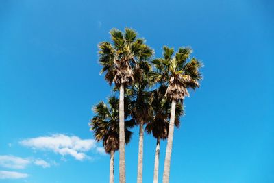 Low angle view of coconut palm tree against blue sky