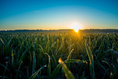 Crops growing on field against sky during sunset