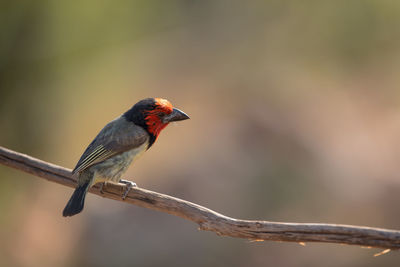 Close-up of bird perching on branch