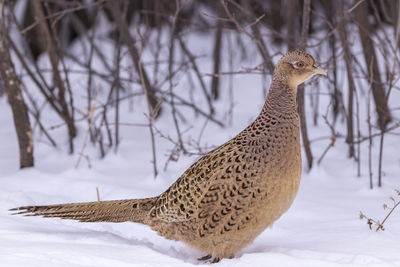 Side view of a bird on snow