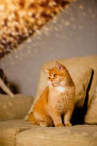 House pet orange cat lounging on the sofa inside the house during the day.