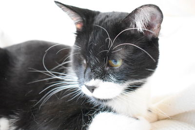 Close-up portrait of a cat